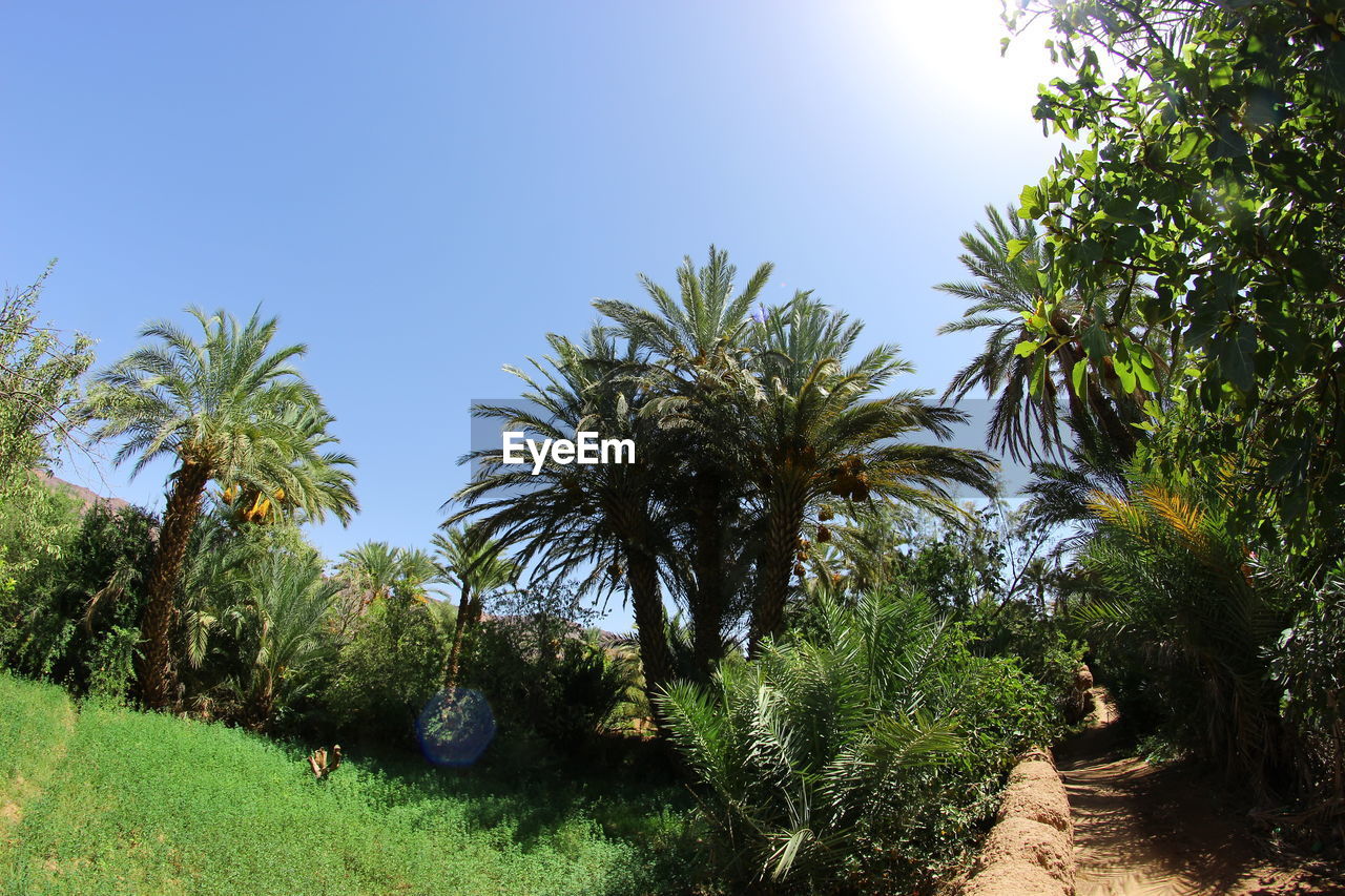 PALM TREES AND PLANTS GROWING ON LAND AGAINST SKY