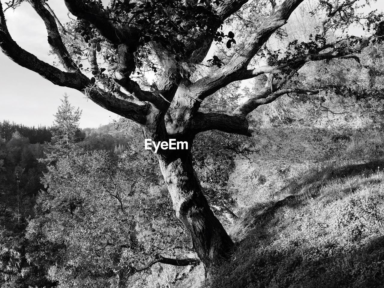 TREES GROWING ON A TREE