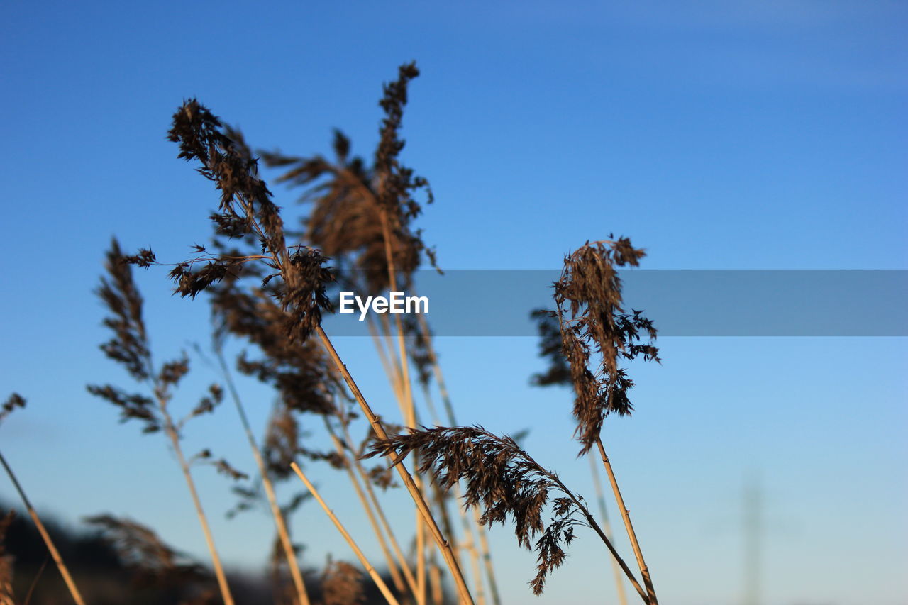 Low angle view of plants against blue sky