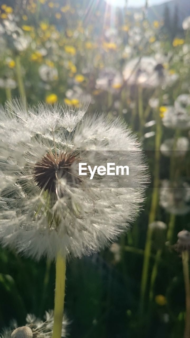 CLOSE-UP OF DANDELION AGAINST WHITE WALL