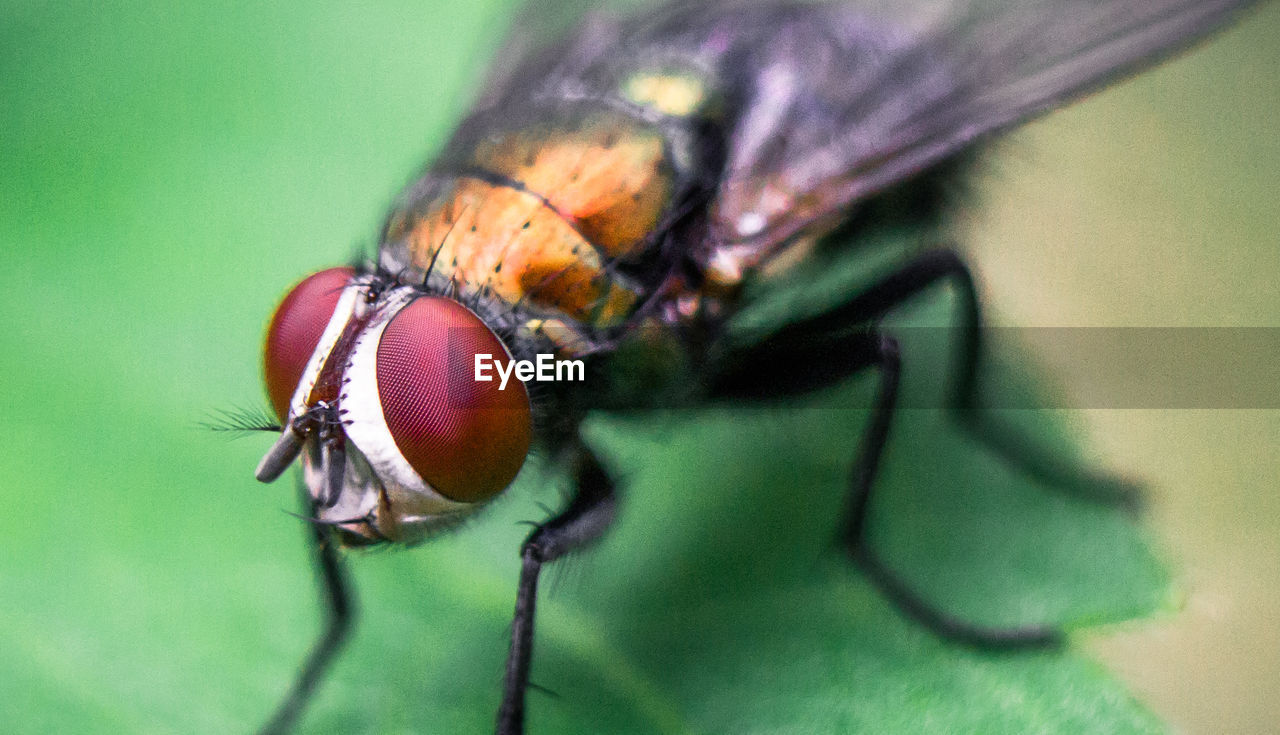 EXTREME CLOSE-UP OF FLY