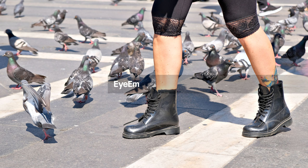 Low section of person by pigeons on road