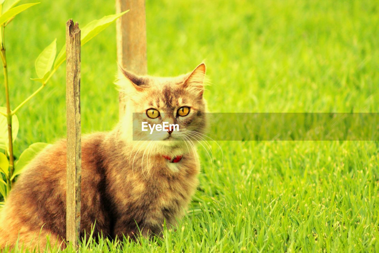 PORTRAIT OF CAT ON GRASSY FIELD