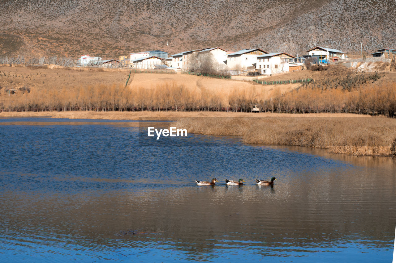 VIEW OF BIRDS SWIMMING IN LAKE