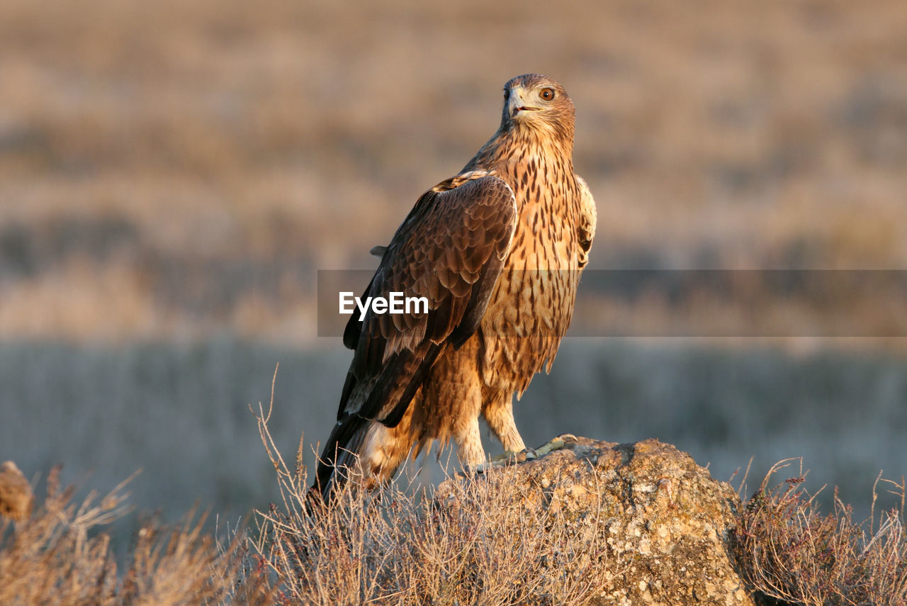 CLOSE-UP OF BIRD PERCHING ON ROCK