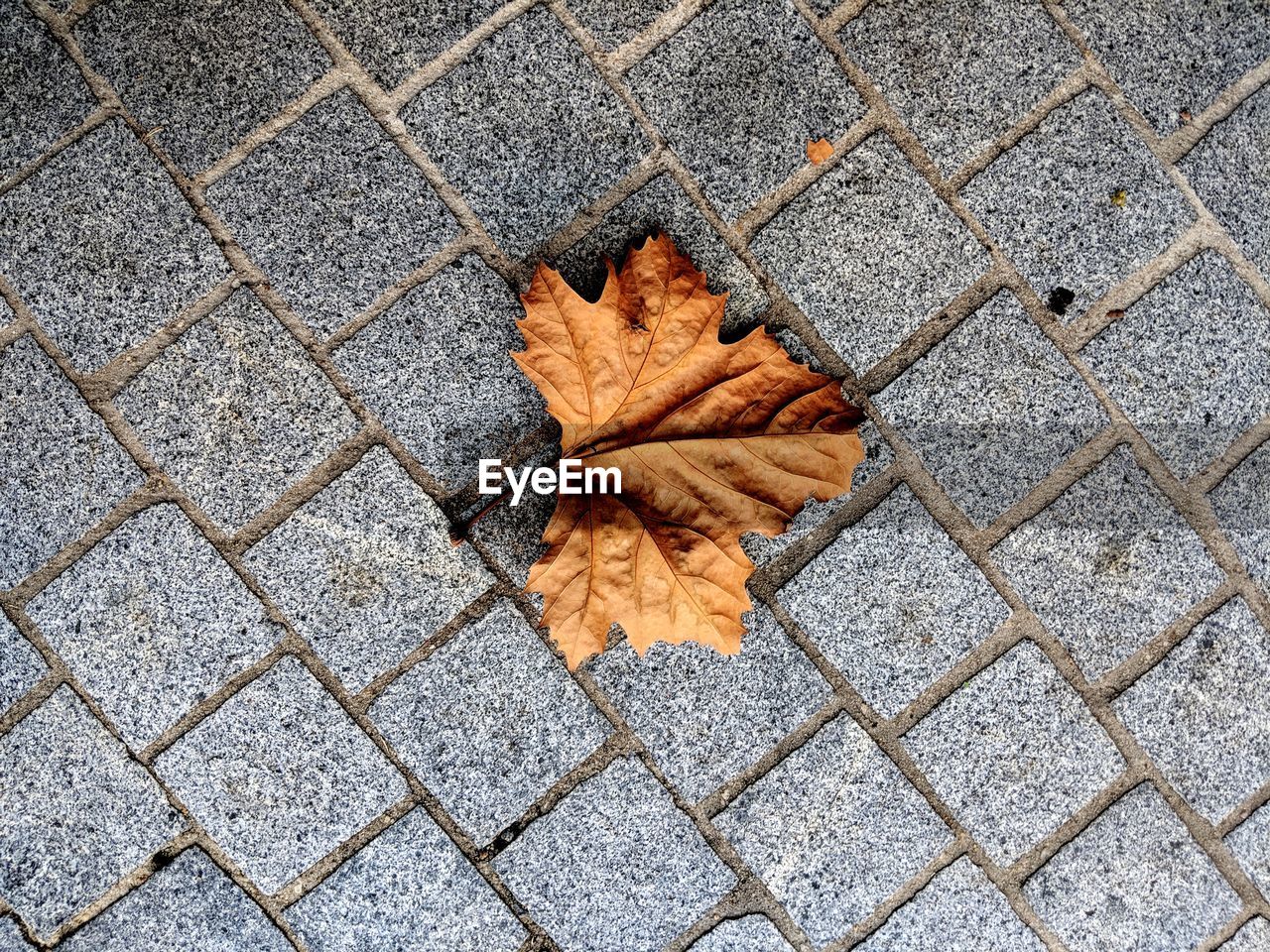 HIGH ANGLE VIEW OF MAPLE LEAF ON STREET