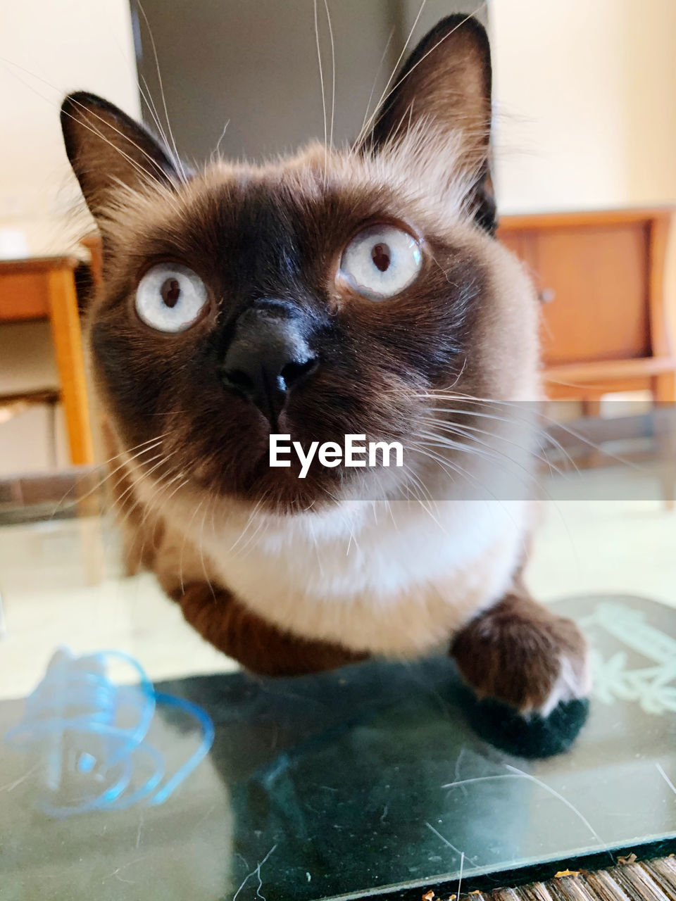 Close-up portrait of a siamese cat