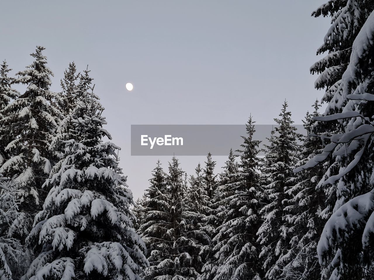 Pine trees in snow covered forest against sky