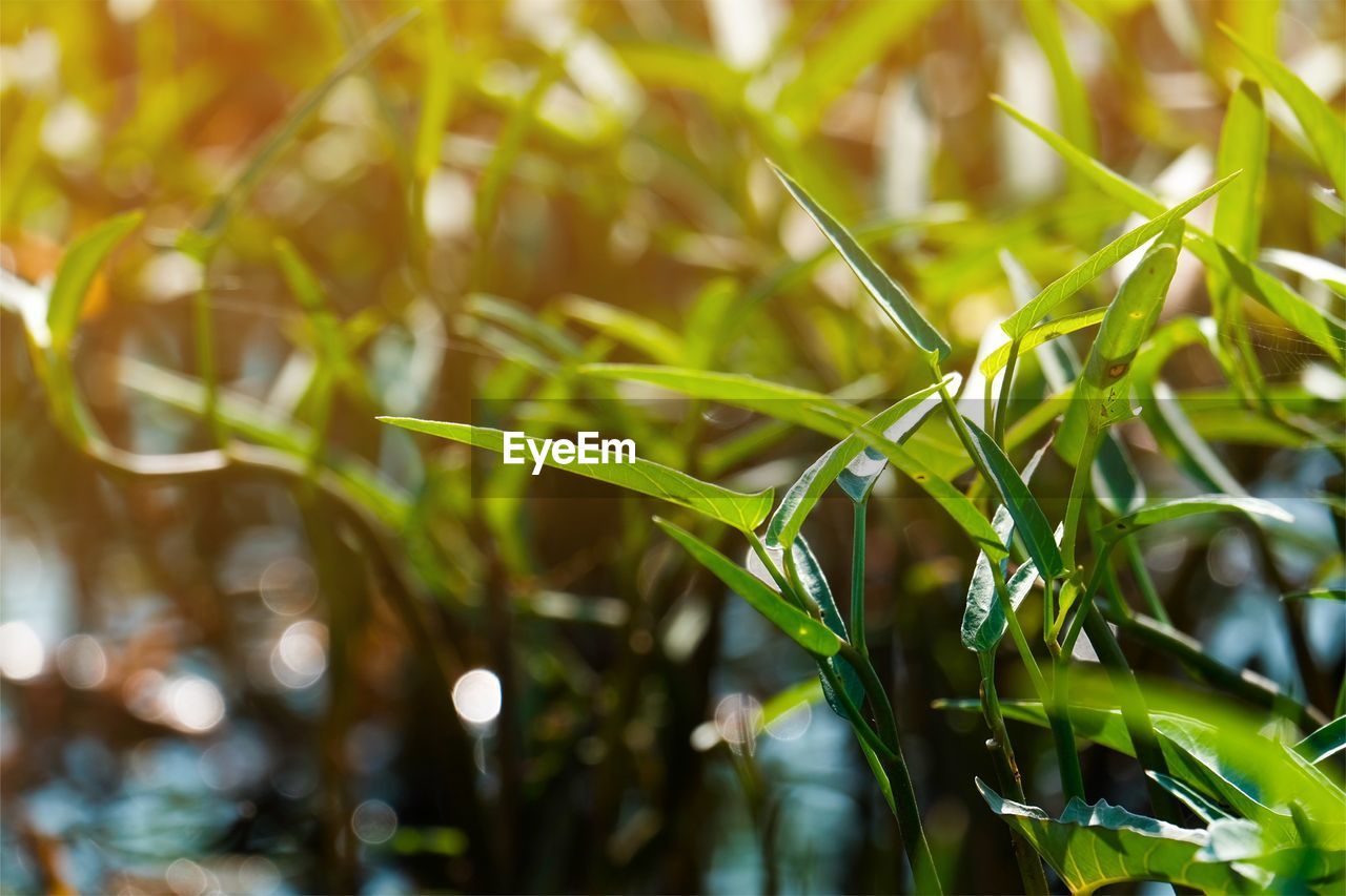 CLOSE-UP OF DEW ON PLANT