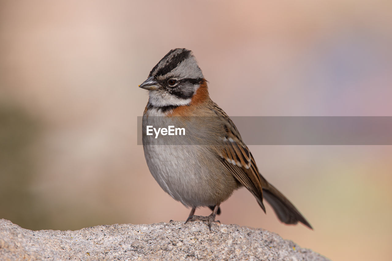 Close-up of bird perching