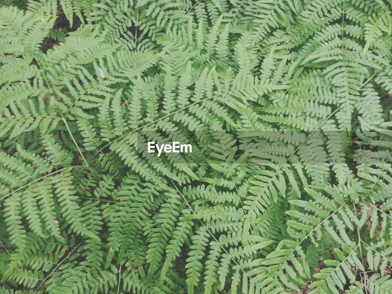 Full frame shot of green leaves