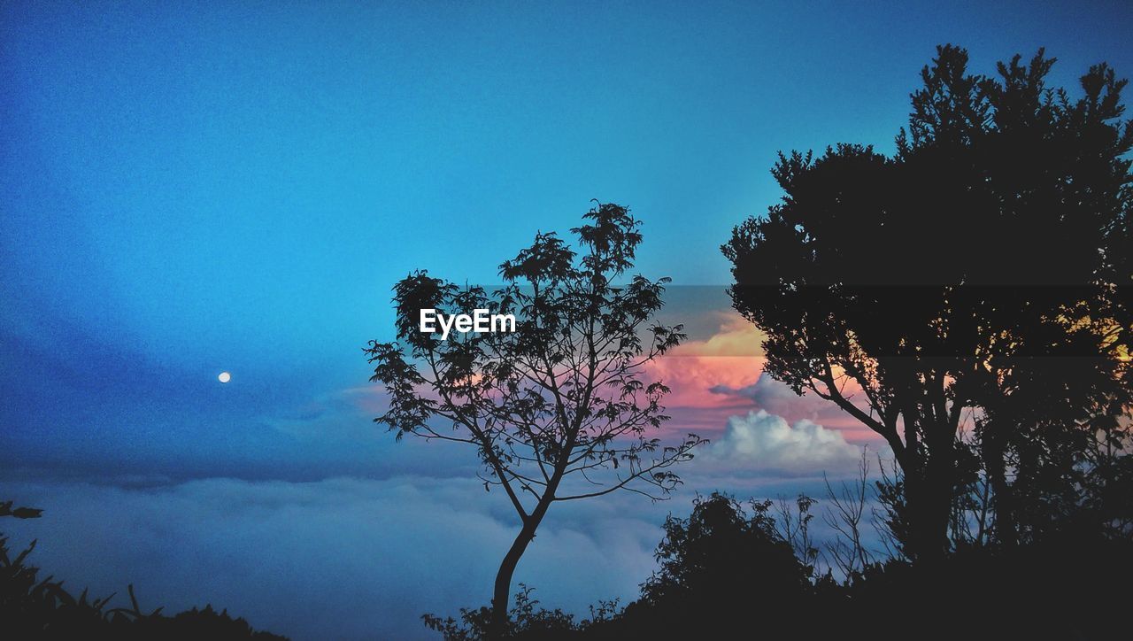 Low angle view of silhouette trees against blue sky