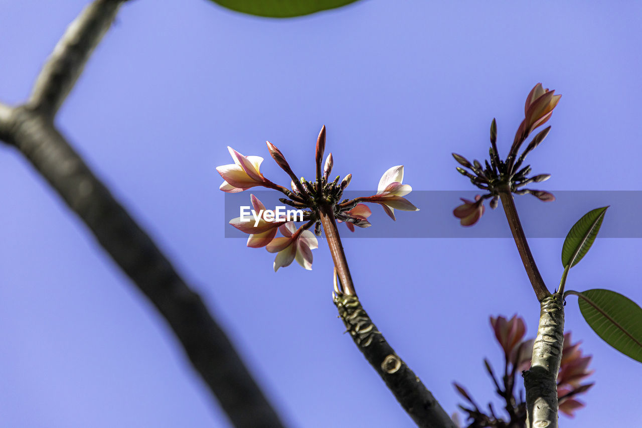 Low angle view of cherry blossom against blue sky