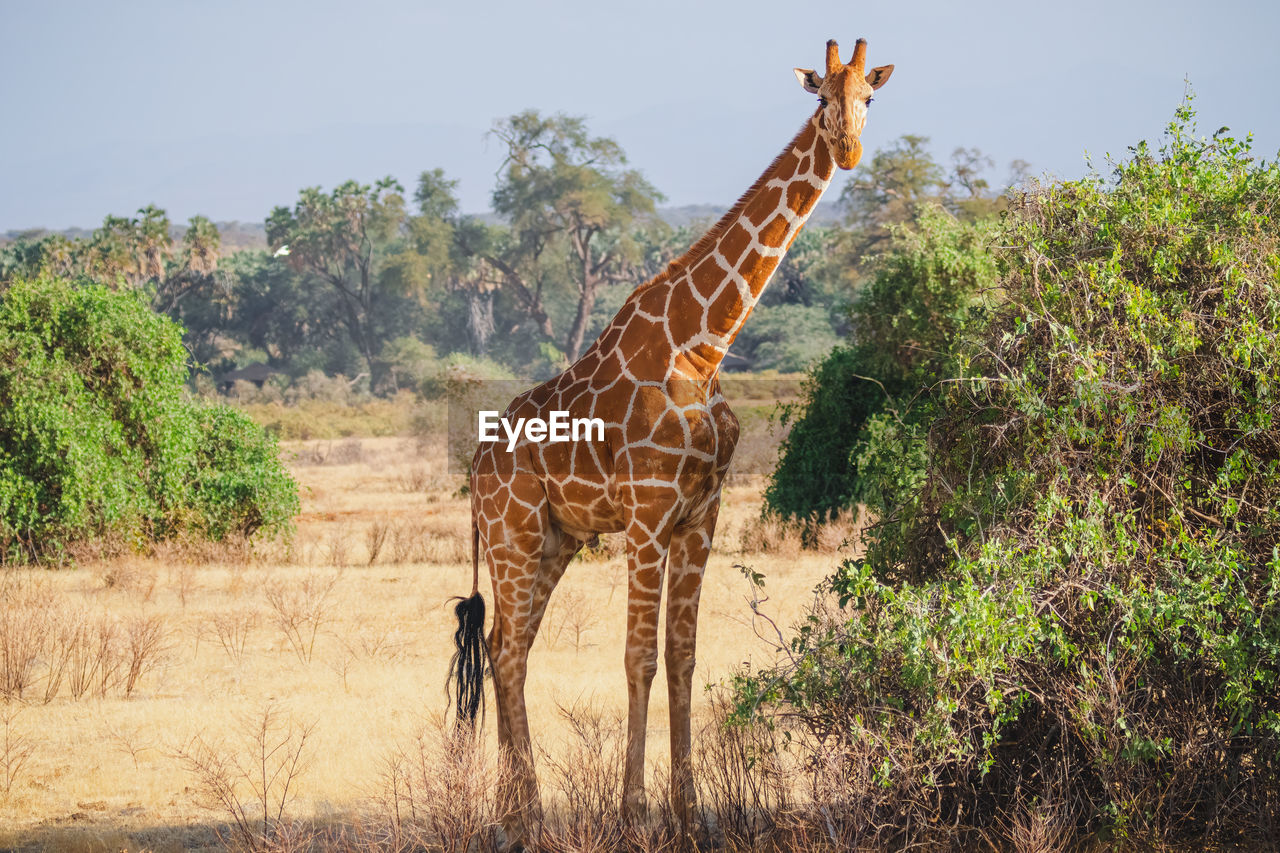 Animals in the wild - reticulated giraffe - samburu national reserve, north kenya