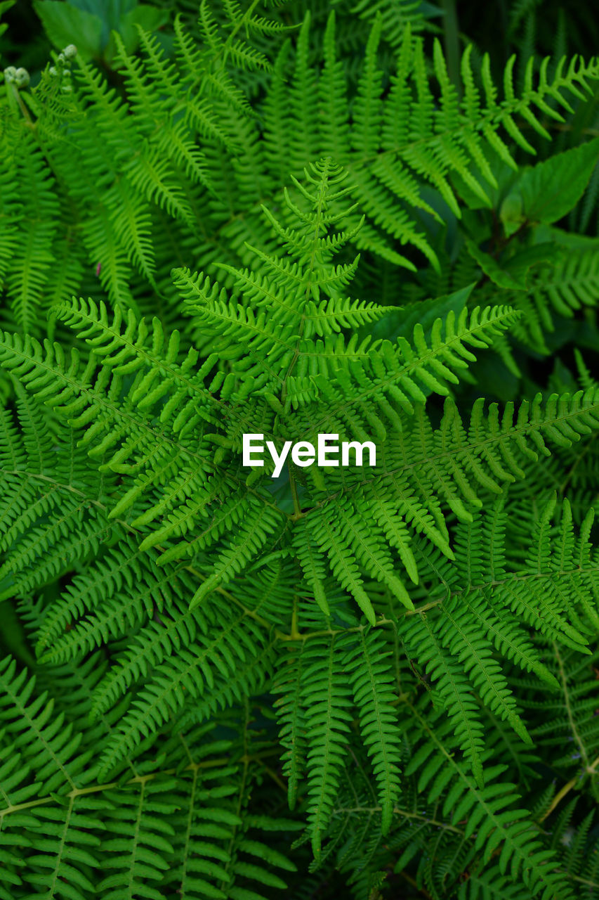 Green background of fern leaves viewed from the top