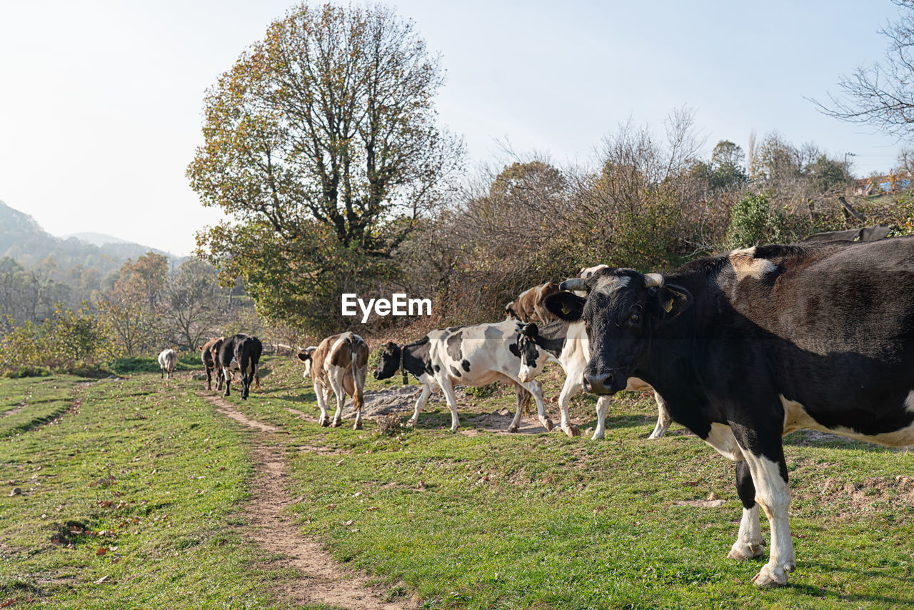 COWS ON FIELD