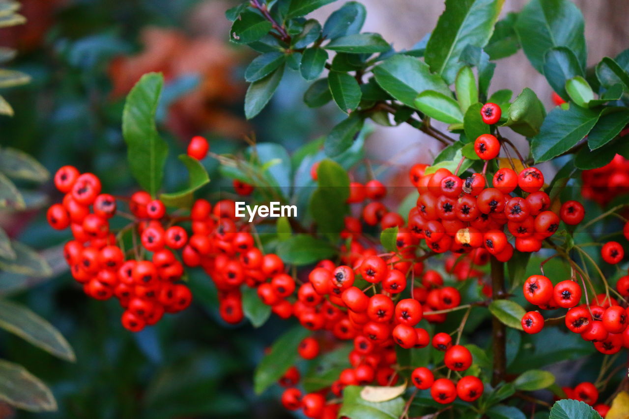 Close-up of red berries growing on plant