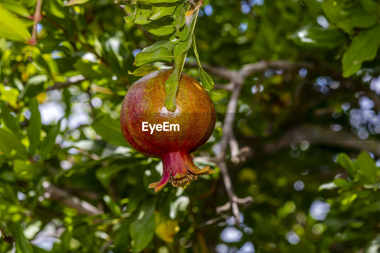 A beautiful photo of fruiting pomegranate tree at the local nature reserve