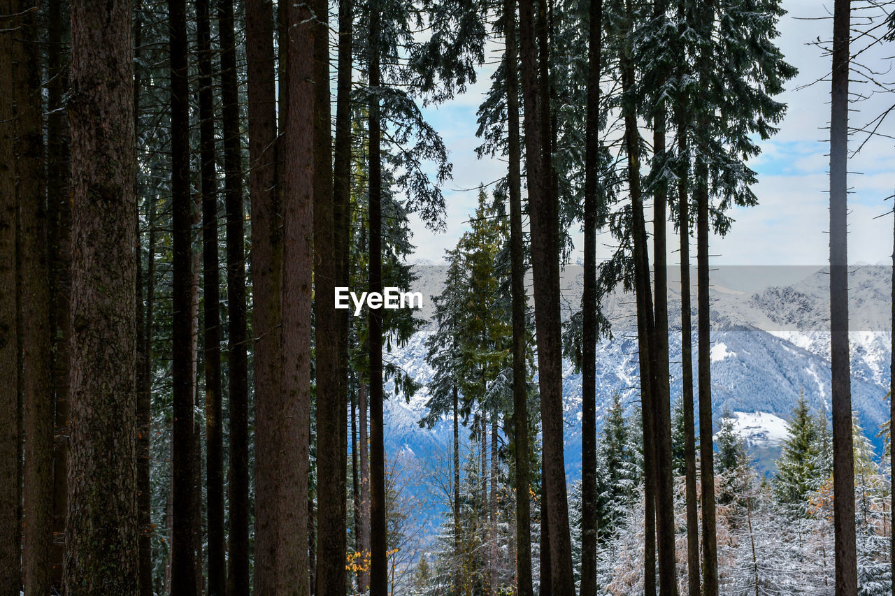 Pine trees in forest during winter