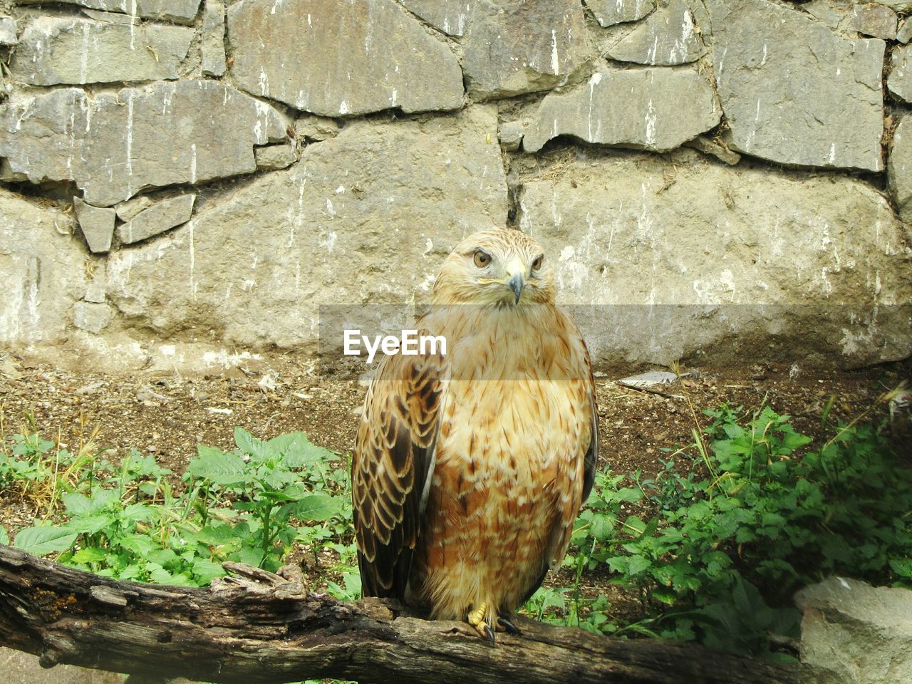 CLOSE-UP OF OWL PERCHING ON BRICK WALL