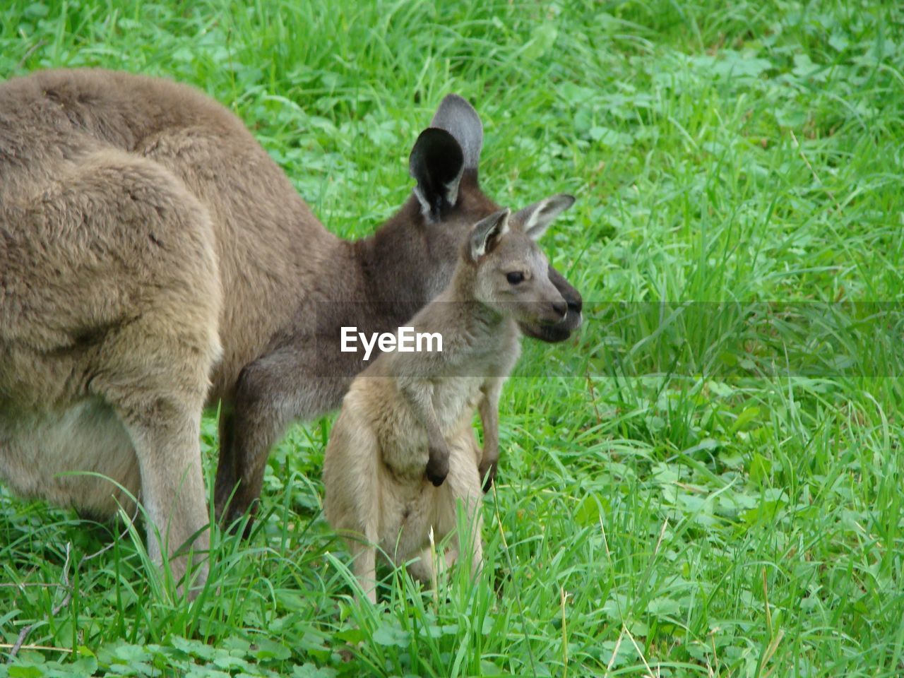 Kangaroo with joey on field at zoo