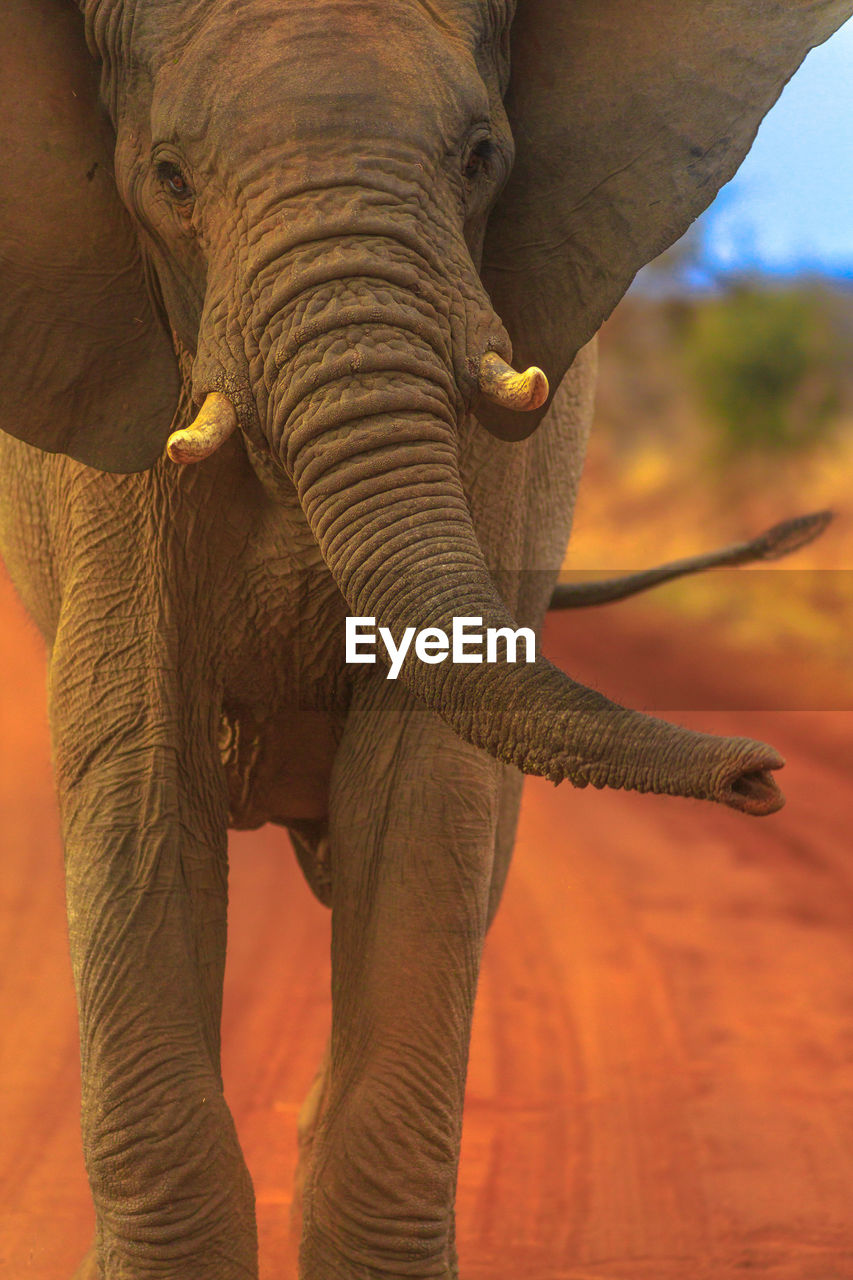 CLOSE-UP OF ELEPHANT IN A SUNLIGHT