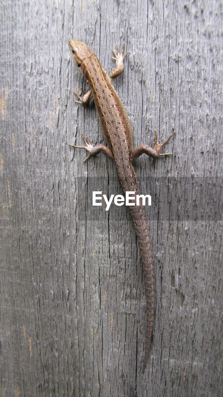 Close-up of skink on wood