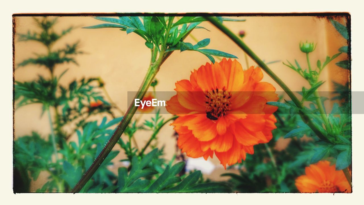 CLOSE-UP OF ORANGE FLOWERS BLOOMING