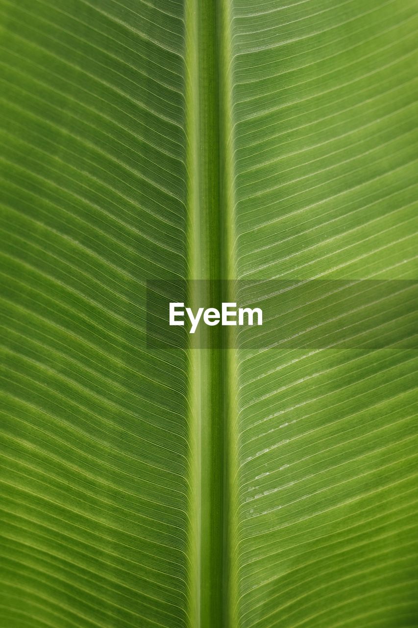 leaf, plant part, green, banana leaf, backgrounds, palm leaf, leaf vein, close-up, full frame, plant, no people, pattern, nature, palm tree, beauty in nature, flower, textured, growth, tropical climate, freshness, leaves, plant stem, grass, tree, line, botany, outdoors, frond, day, fragility