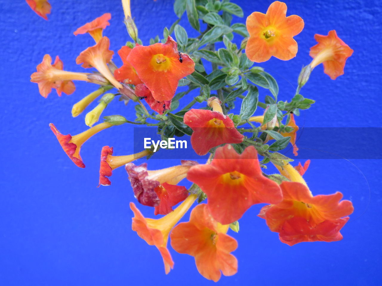 CLOSE-UP OF FLOWERS AGAINST BLUE BACKGROUND