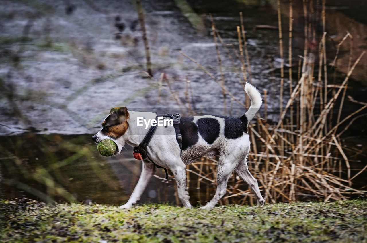 DOG STANDING BY WATER IN PARK