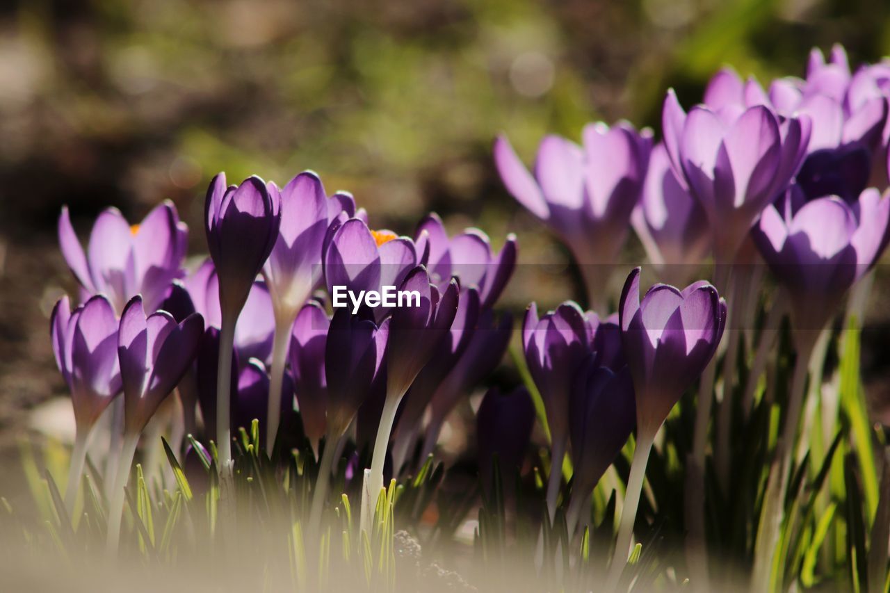 CLOSE-UP OF PURPLE CROCUS FLOWERS GROWING IN FIELD