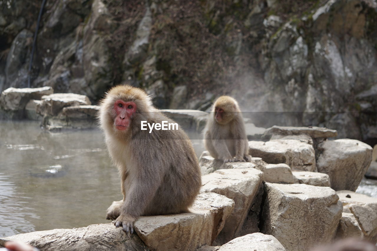 MONKEYS SITTING ON ROCK