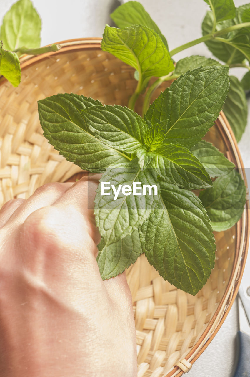 Cropped hand holding mint leaves over wicker basket