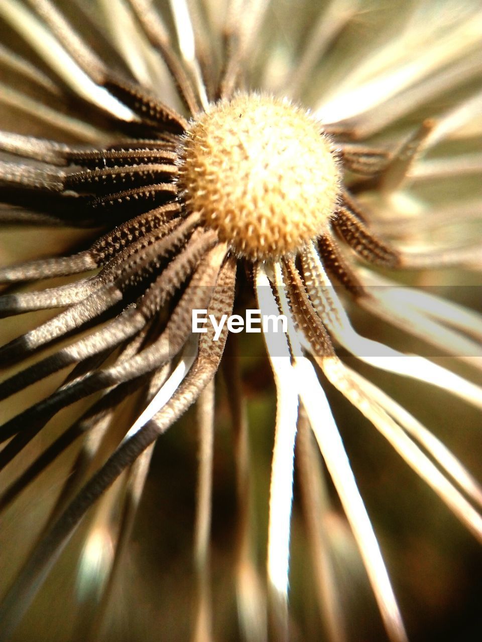 CLOSE-UP OF DANDELION AGAINST WHITE BACKGROUND