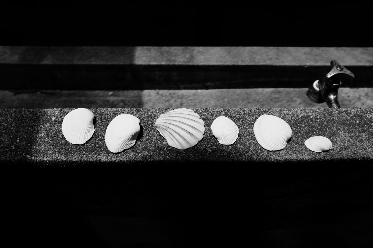 Shells lying on wall
