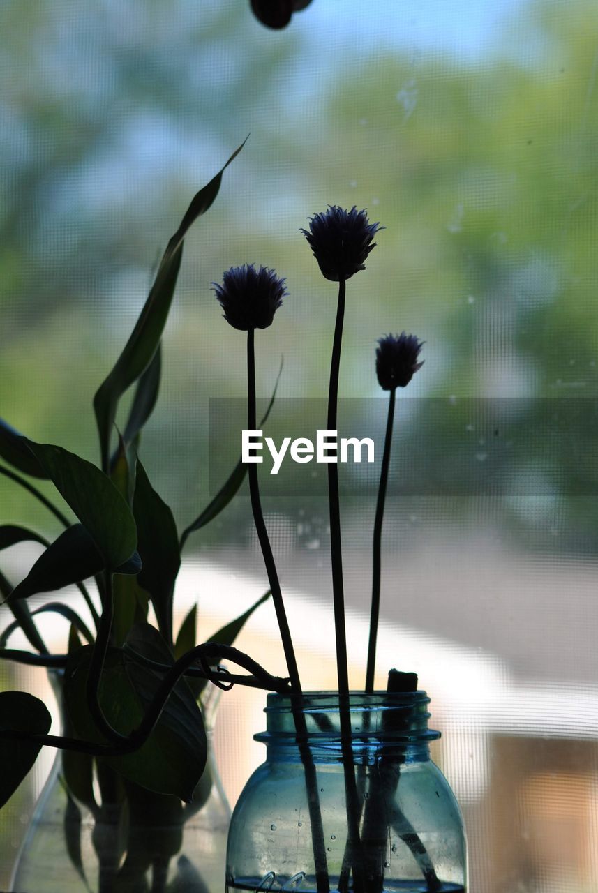 CLOSE-UP OF FLOWERING PLANT IN VASE