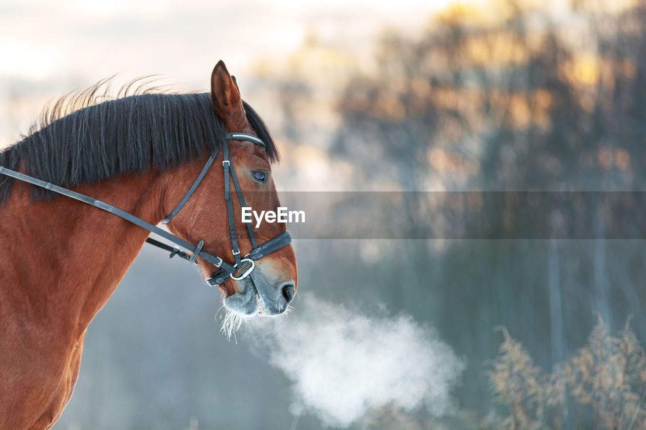 Close up portrait of a horse in winter at sunset. brown color. steam from the mare's nostrils