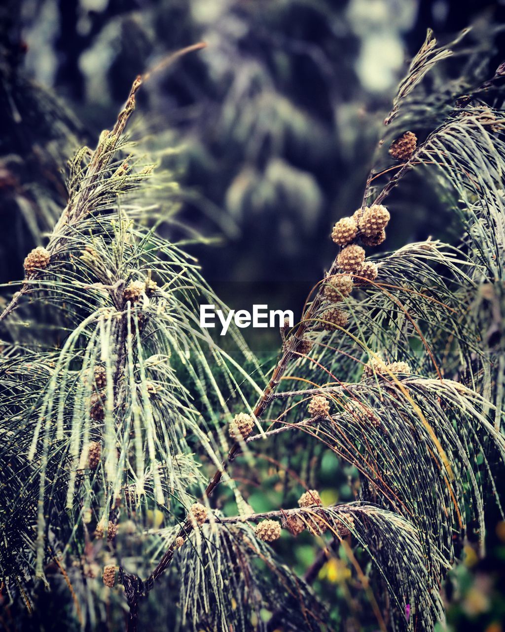 CLOSE-UP OF PLANTS AGAINST TREES