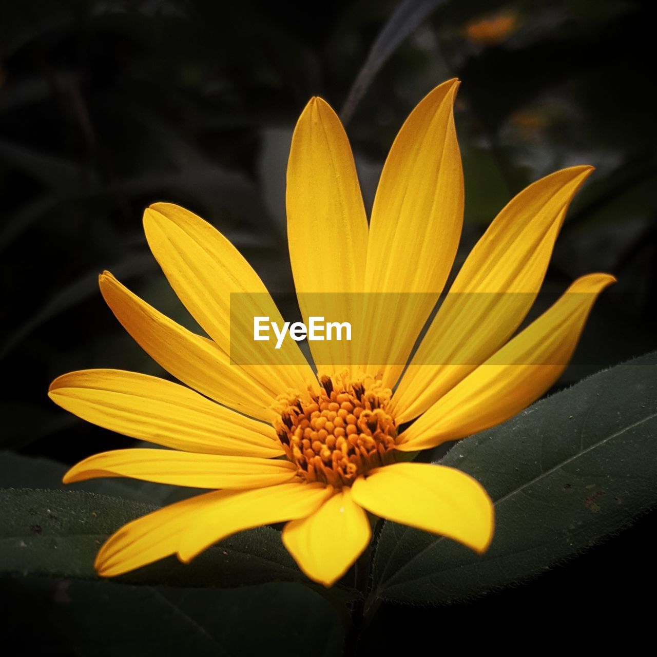 Close-up of yellow flower