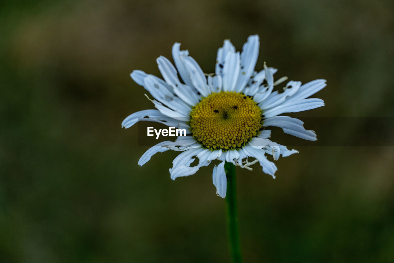flower, flowering plant, plant, nature, beauty in nature, freshness, flower head, fragility, petal, close-up, inflorescence, macro photography, growth, pollen, plant stem, daisy, focus on foreground, white, wildflower, yellow, no people, meadow, botany, outdoors, springtime, animal wildlife, field, green, blossom, day