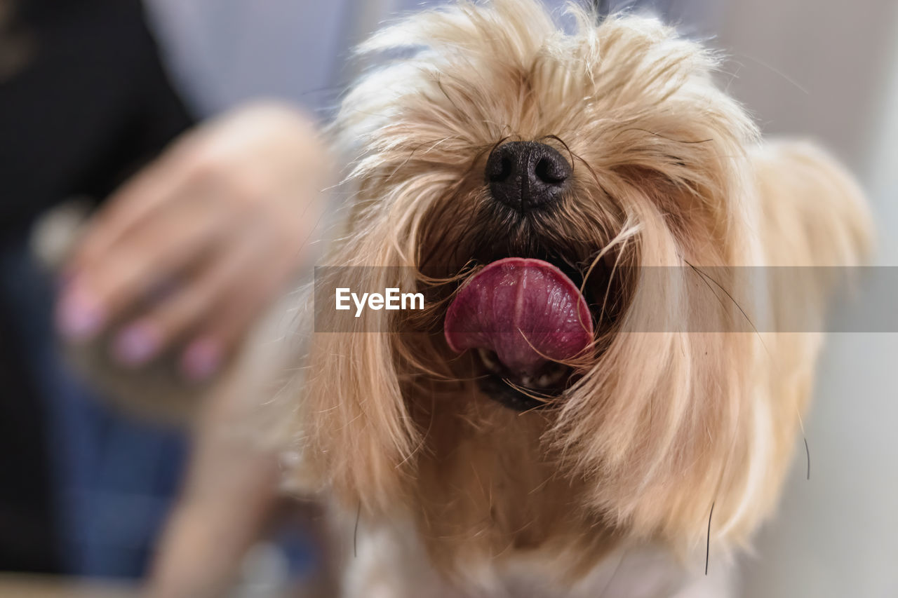 Yorkshire terrier dog gets nail cut hair grooming at salon and pet spa