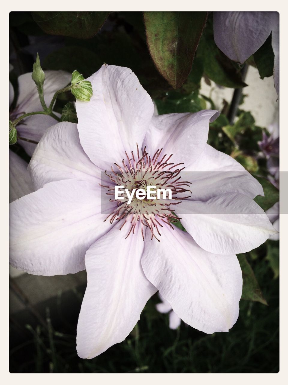 CLOSE-UP OF WHITE FLOWERS BLOOMING IN PARK