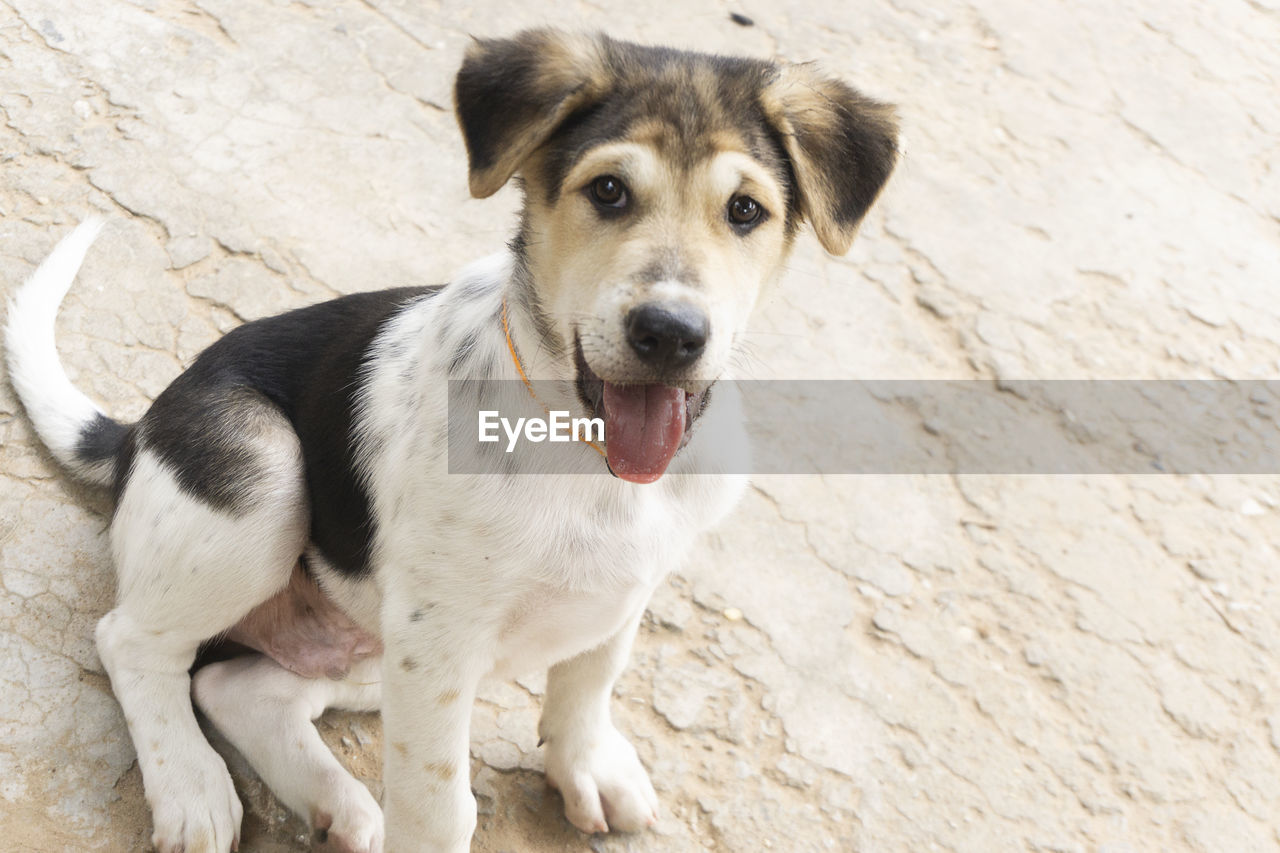 High angle portrait of dog standing outdoors