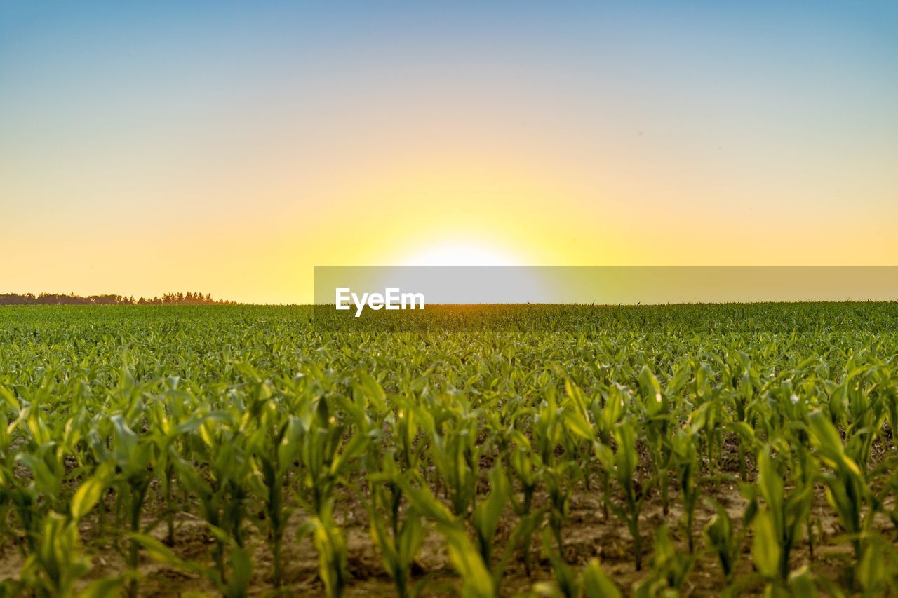 Scenic view of field against sky during sunset