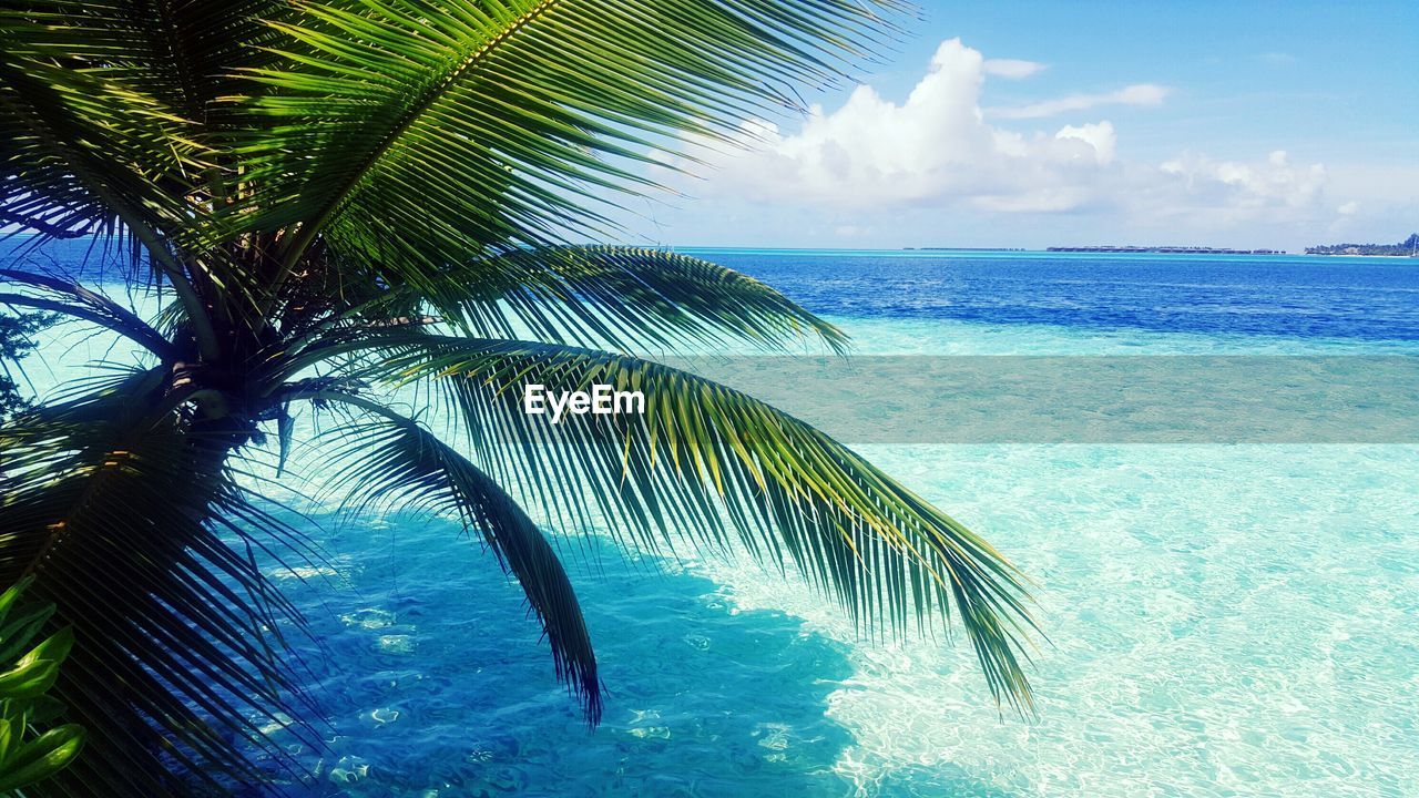 Palm tree on beach against blue sky