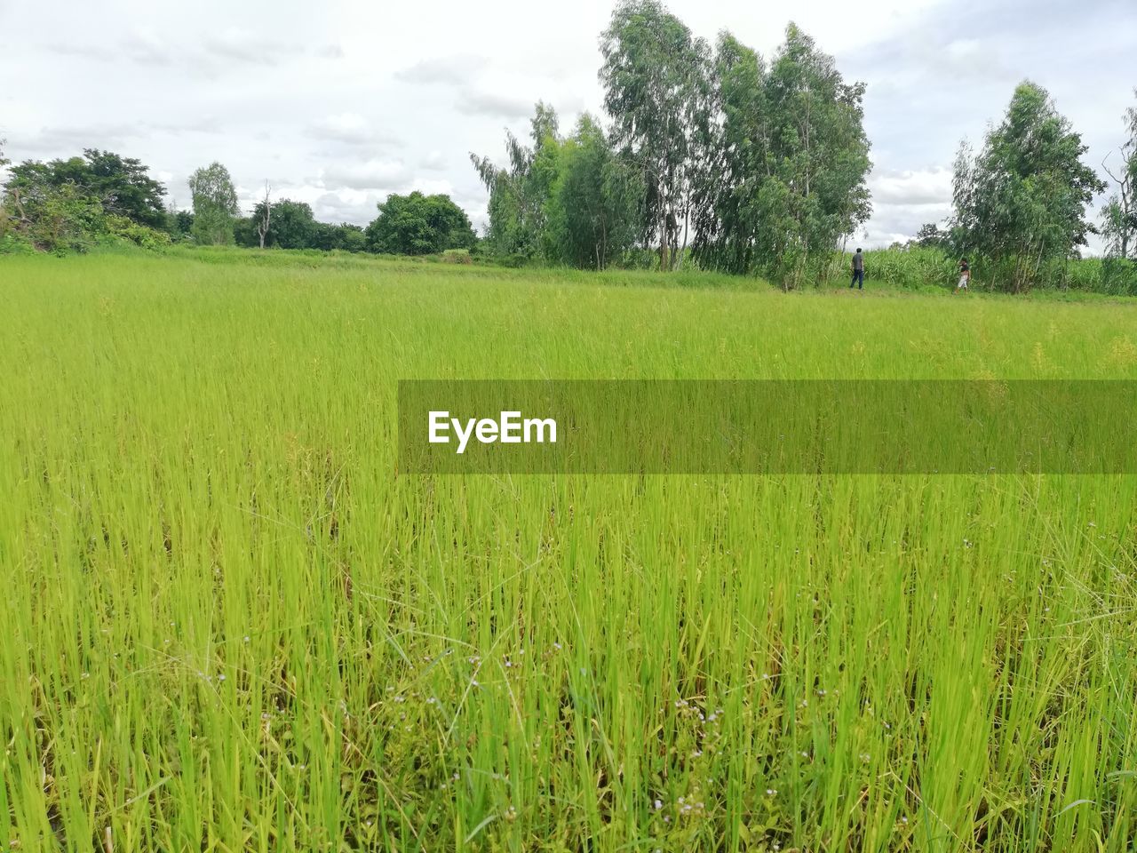 SCENIC VIEW OF AGRICULTURAL FIELD