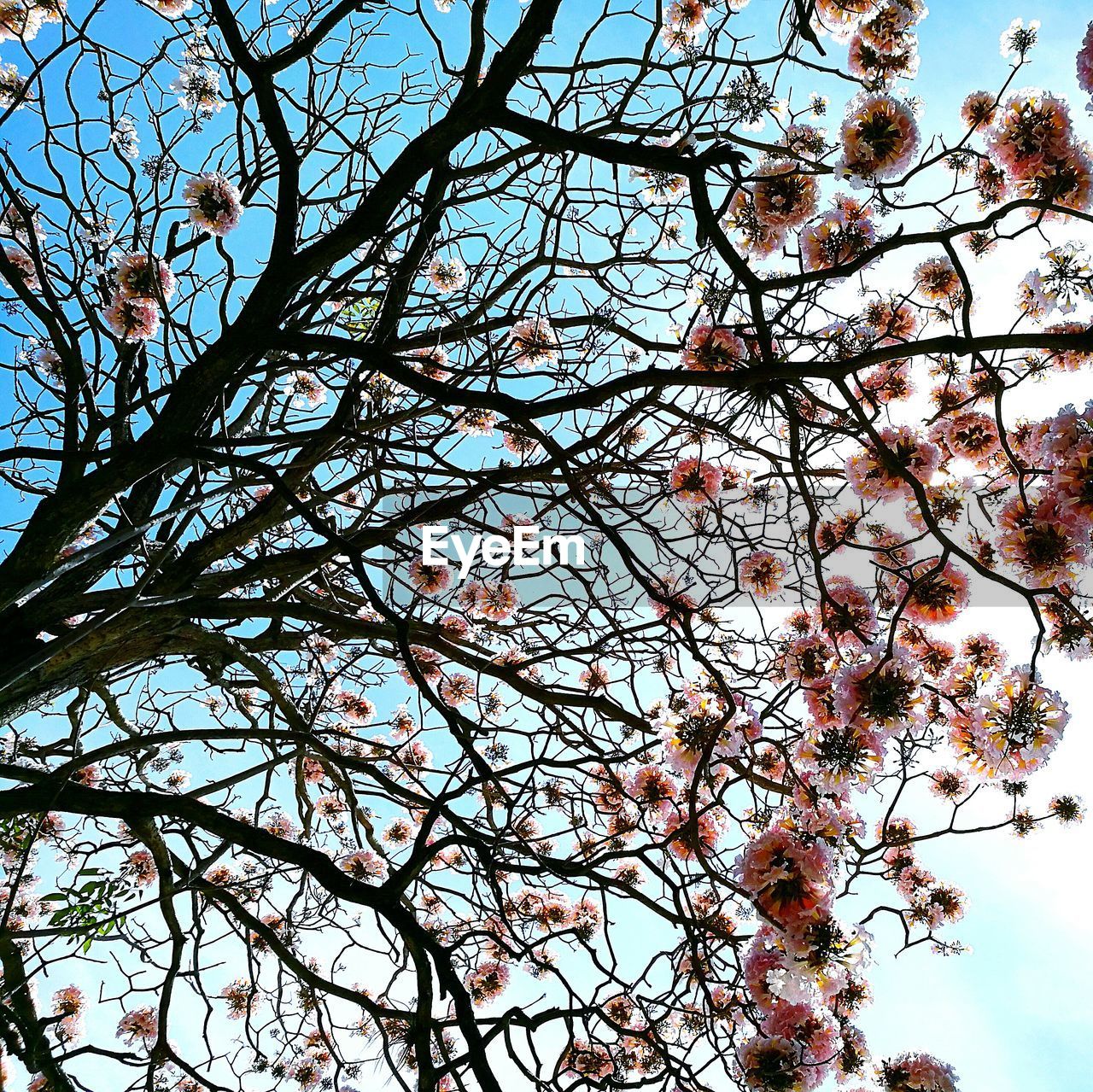 CLOSE-UP OF TREE AGAINST SKY