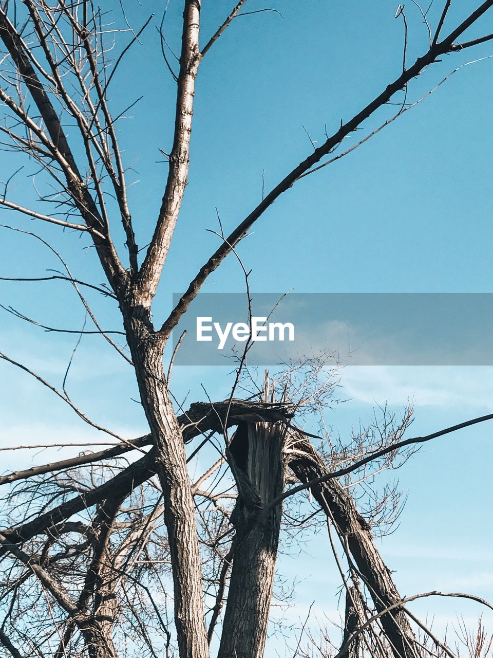 LOW ANGLE VIEW OF BRANCH AGAINST SKY