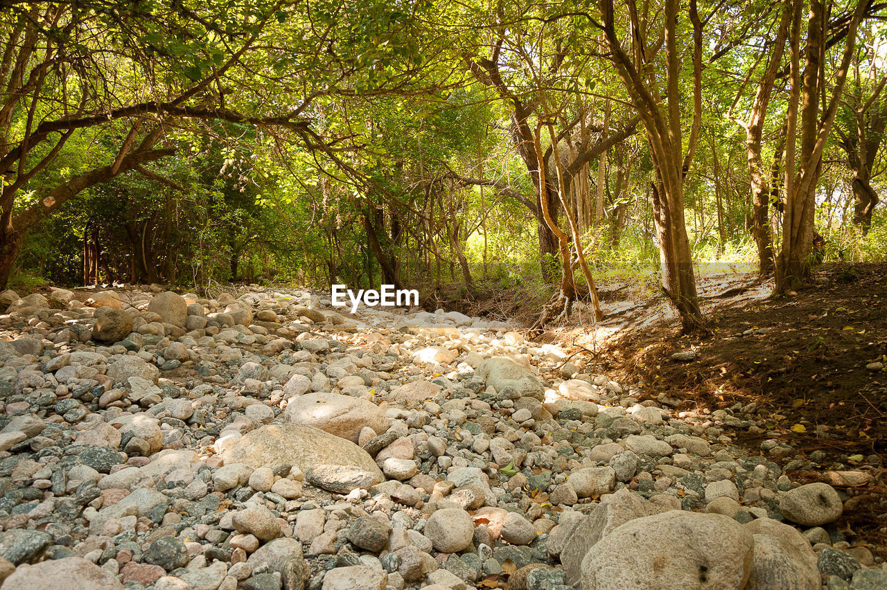 VIEW OF STREAM ALONG TREES